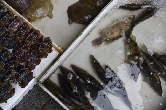 우한의 한 시장에서 게, 물고기, 거북이들이 판매되는 모습./사진=AFP
