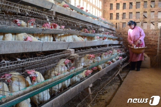 중국 한 양계장에서 농장주가 닭들에게 모이를 주고 있다. © AFP=뉴스1
