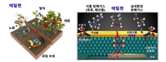 (좌측부터) 에틸렌이 과일의 숙성도 및 식물의 생장에 미치는 영향과 이중층 센서 모식도 및 선택적 에틸렌 가스 감응원리/사진=고려대<br>