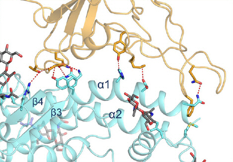 코로나 19 바이러스 표면의 스파이크 단백질(황색)과 인체 호흡기 세포 표면 수용체 ACE2(청색)의 결합 구조를 표현한 이미지/사진=중국 서호고등과학연구원 <br>