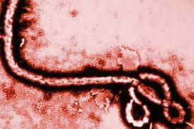 에볼라 바이러스/자료사진