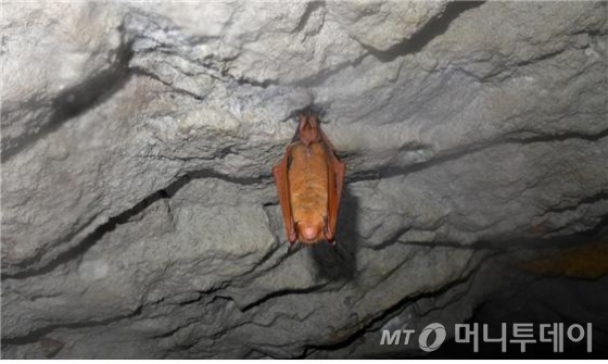 치악산국립공원내 폐광에서 발견된 붉은박쥐(일명 황금박쥐) / 사진제공=국립공원관리공단