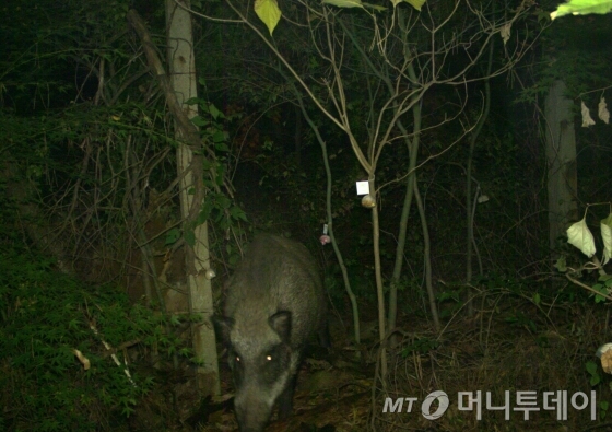 북한산 국립공원 내 도심경계지역 CCTV(폐쇄회로TV)에 포착된 멧돼지. / 사진제공 = 국립생물자원관