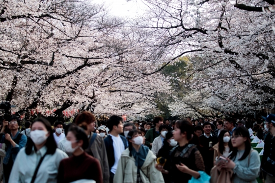 일본 우에노 공원에 몰린 벚꽃 관광객들. /사진=AFP