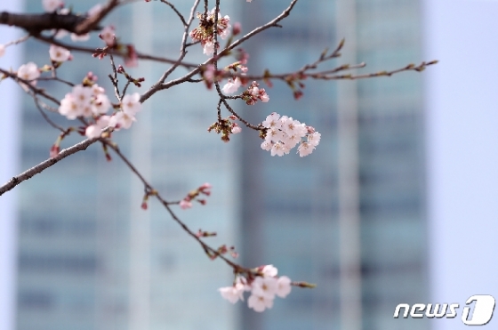 [사진] 여의도에 피기 시작하는 벚꽃