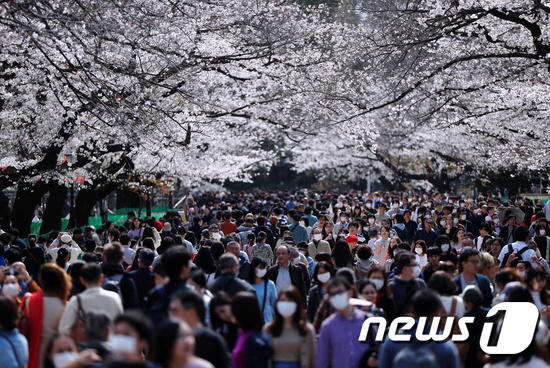 일본의 벚꽃 인파. © 로이터=뉴스1