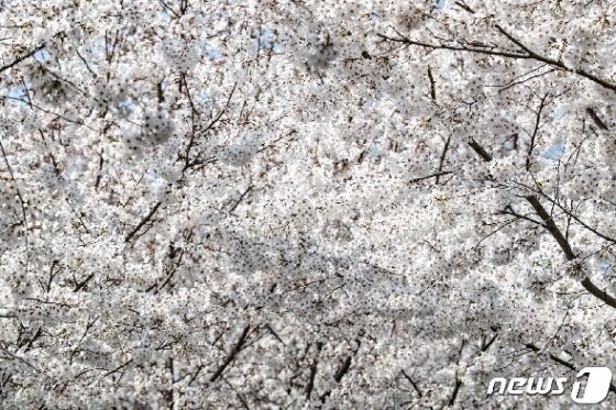 [사진] 서울에 찾아온 벚꽃