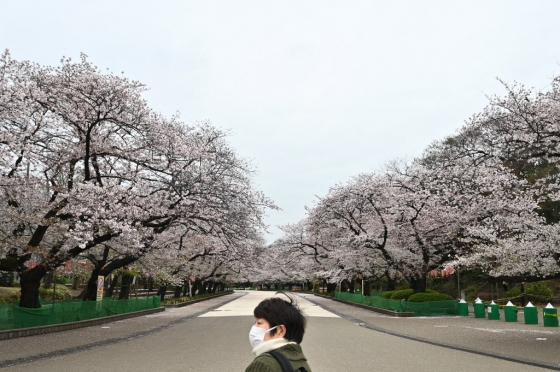 지난 30일 도쿄 벚꽃명소인 우에노 공원이 한산한 풍경을 보이고 있다./사진=AFP