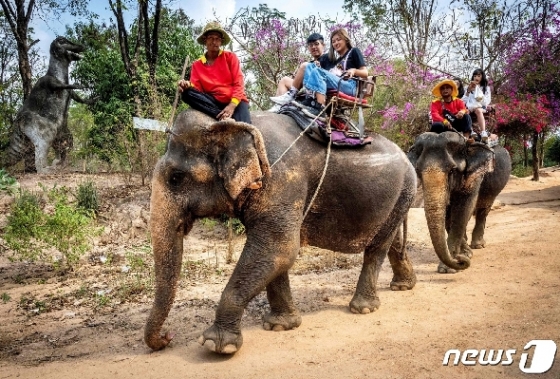 태국에서 관광객이 코끼리를 타고 있다. © AFP=뉴스1
