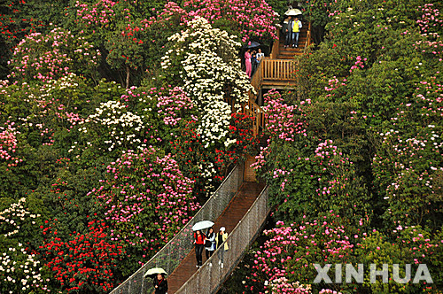 중국 구이저우성의 진달래 풍광지구에서 관광객들이 꽃 구경에 나서고 있다. 이 풍광지구는 125㎢ 크기이다. 4일은 청명절 휴일이다.2016. 4. 4.  /사진=뉴시스