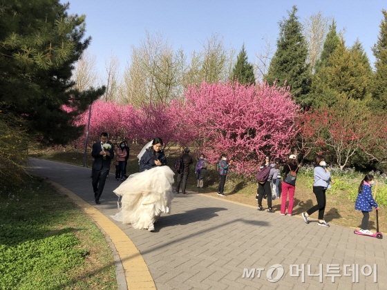 지난 4일 중국 베이징 올림픽삼림공원에서 예비부부가 웨딩촬영을 하고 있다./사진=김명룡 기자