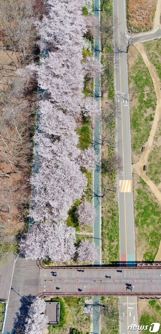[사진] 코로나에 벚꽃구경 잠시 '안녕'