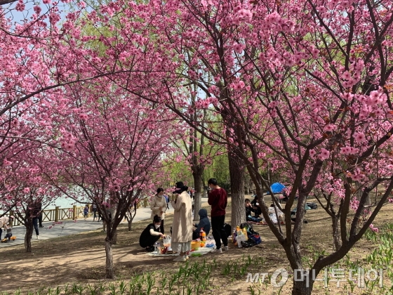 지난 4일 중국 베이징 올림픽삼림공원 잔디밭에 돗자리를 펴고 앉은 나들이객들./사진=김명룡 기자