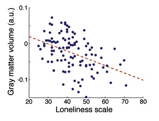 외로움을 자각하는 정도가 클수록 대뇌의 표면인 회색질(gray matter)의 부피가 작아지는 경향이 있는 것으로 나타났다./Kanai et al., 2012