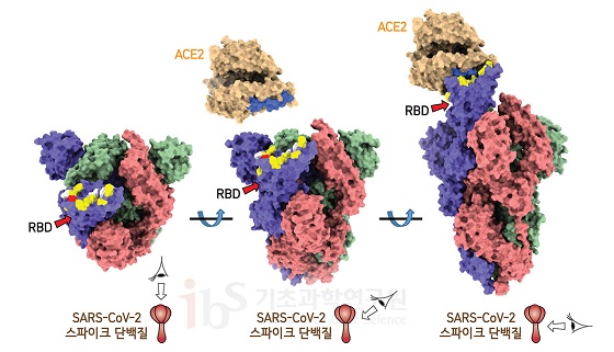 사스코로나바이러스-2 스파이크단백질에서 ACE2가 결합하는 부위를 보면 상당 부분이 천산갑 코로나바이러스와 같은 서열을 갖는 반면, 박쥐 코로나바이러스와는 다른 서열을 갖고 있다(노란색). 흰색은 스파이크단백질에서 ACE2와 결합하는 부위 중 사스코로나바이러스-2, 천산갑 코로나바이러스, 박쥐 코로나바이러스 모두 같은 서열을 갖는 곳이다, 파란색은 ACE2에서 코로나바이러스 스파이크단백질 RBD와 결합하는 부분이다.