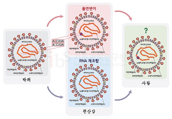 박쥐에서 천산갑으로 옮겨간 바이러스가 돌연변이(그림은 C 염기서열이 G로 변한 것으로 가정)나 RNA 재조합(빨간색이 파란색으로 바뀐 부분이 재조합으로 획득한 RNA부위임을 가정한 예시) 등을 통해 전파력이 강해진 것으로 추정된다.
