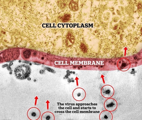 코로나 바이러스(빨간색 원)가 세포막(빨간색으로 칠해진 부분)을 뜷고 세포(노란색)에 진입하려 하고 있다. /사진 = 오스왈도 크루즈 재단