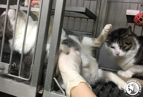난청이 된 뒤 안락사를 당한 실험실 고양이들의 살아 있을 당시 모습./사진=비글구조네트워크