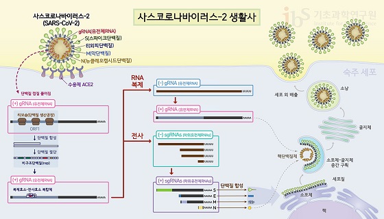 사스코로나바이러스-2가 세포에 침입한 뒤 만들어낸 RNA중합효소는 바이러스 증식에 핵심적인 역할을 한다. 바이러스의 유전체RNA(gRNA)를 대량으로 복제하는 한편, 하위 유전체RNA(sgRNA)를 전사하여 바이러스 구조물을 만든다.
