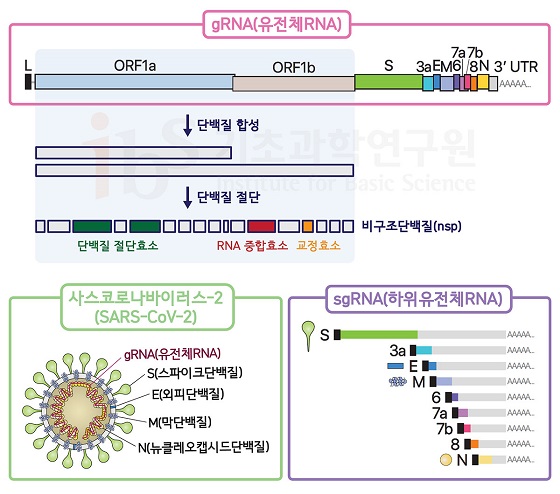 사스코로나바이러스-2는 ORF1a 유전자는 긴 단백질 사슬을 만들고, 단백질 사슬은 여러 개의 비구조단백질(NSP)로 분할되며 바이러스의 증식이 시작된다(위). 아래는 사스코로나바이러스-2의 구성성분과 구조물을 만드는 하위유전체RNA(sgRNA)들로 IBS RNA 연구단은 최소 9종류의 sgRNA가 만들어짐을 규명했다.