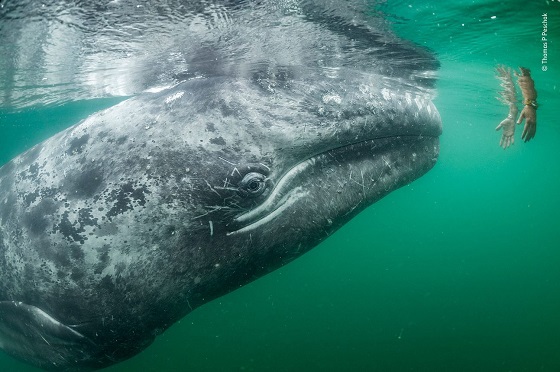 몸길이 약 15m.  몸빛깔은 푸른빛, 수염은 옅은 황색을 띤 회색수염고래가 ‘고래 관광선’에서 내려온 한 쌍의 손을 바라보고 있다. 이 고래는 호기심이 많아 관광선을 자주 쫓는다. 하지만 선박에서 나오는 음파에 호기심을 가진 고래들이 접근하다 치여 다치거나 죽는 경우도 많다. 회색수염고래는 멸종 위기종으로 국제조약에 의해 포획이 금지돼 있다. 북태평양에서만 서식한다./사진=런던자연사박물관
