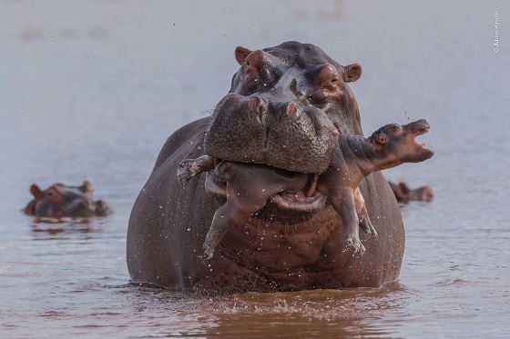 짐바브웨의 카리바 호수, 황소떼의 공격을 피하기 위해 태어난 지 며칠 안 되어 보이는 새끼 하마를 어미가  입으로 물어 옮기고 있다./사진=런던자연사박물관