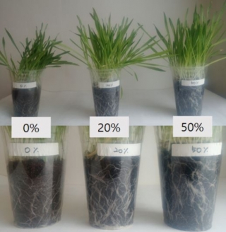 이피에스가 폐기물 자원화 기술로 만든 '바이오차'로 식물 성장 테스트를 진행했다. 흙과 바이오차 비율을 조절해 실험했을 때, 바이오차 함량이 높을수록 식물 생장 속도가 빠르다는 결과를 냈다/사진제공=이피에스