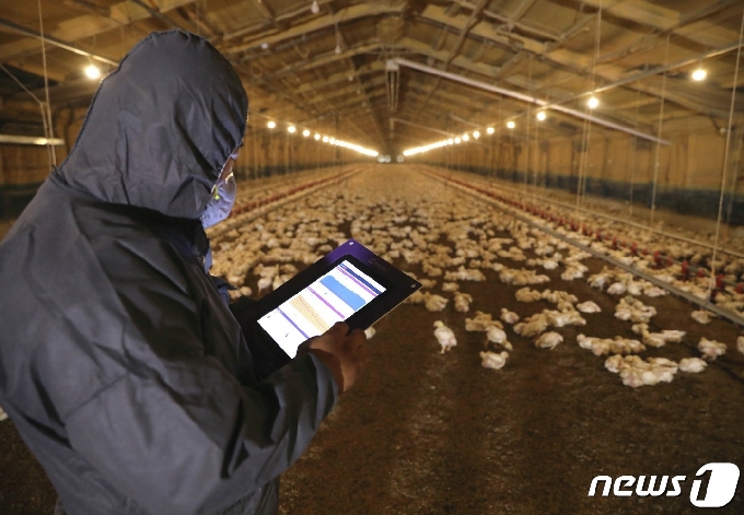 닭고기 전문기업인 ㈜하림 사육농가들이 장기 불황을 겪고 있는 닭고기 산업을 살리기 위해 닭고기 소비촉진 운동을 벌이기로 했다. 하림 사육농가의 사육장. /뉴스1