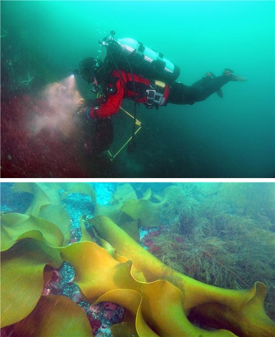 해조류 군집 조사를 위해 과학잠수를 하는 모습(위)과 해조류 큰잎나도산말(아래 왼쪽)과 산말류(아래 오른쪽)/사진=극지연구소