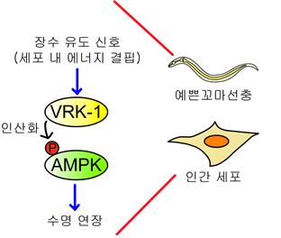 VRK-1-AMPK를 통한 수명 연장 모델.예쁜꼬마선충과 인간 세포에서 세포 내 에너지 결핍과 같은 장수 유도 신호에 의해 VRK-1이 활성화되면 AMPK를 인산화하여 수명을 연장시킨다/자료=이승재 교수