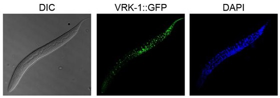 예쁜꼬마선충에서 VRK-1 단백질의 발현패턴 확인 예쁜꼬마선충에서 초록색 형광(GFP)으로 표지된 VRK-1 단백질(가운데). 파란색 형광(DAPI)은 세포의 핵을 표지(오른쪽)한 것으로 VRK-1 단백질은 예쁜 꼬마 선충의 다양한 조직에서 발현된다/자료=이승재 교수