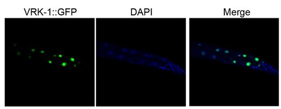 VRK-1은 예쁜꼬마선충의 핵 내부에 존재한다.예쁜꼬마선충의 VRK-1을 초록 형광 단백질 (GFP)로 표지하여 장 세포 내 위치를 나타내었다. 장 세포의 VRK-1은 DNA 염색 (DAPI 염색)을 통해 나타내어진 핵과 동일한 위치에서 나타나는 것으로 보아 핵 내부에 존재하고 있음을 알 수 있다.출처 : 한국과학기술원 이승재 교수