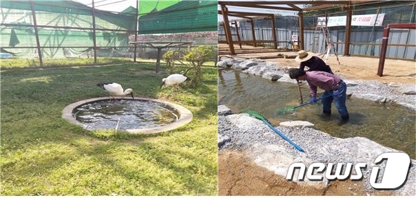 한국교원대학교 황새생태연구원은 사육황새의 건강을 위해 건강 프로그램을 구축해 적용한다. 사진은 사육황새와 사육장 수조 청소 모습.© 뉴스1