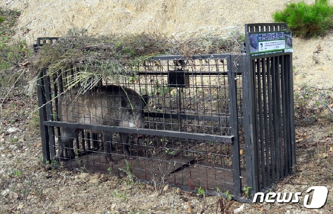 포획된 야생멧돼지(자료 사진) © News1