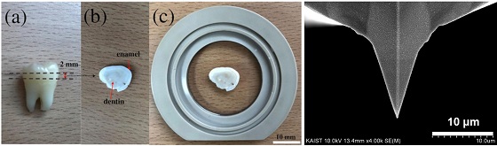 원자간력 현미경 측정을 위한 치아 샘플 준비 과정(왼쪽), 원자간력 현미경 탐침 사진(오른쪽)/사진=KAIST
