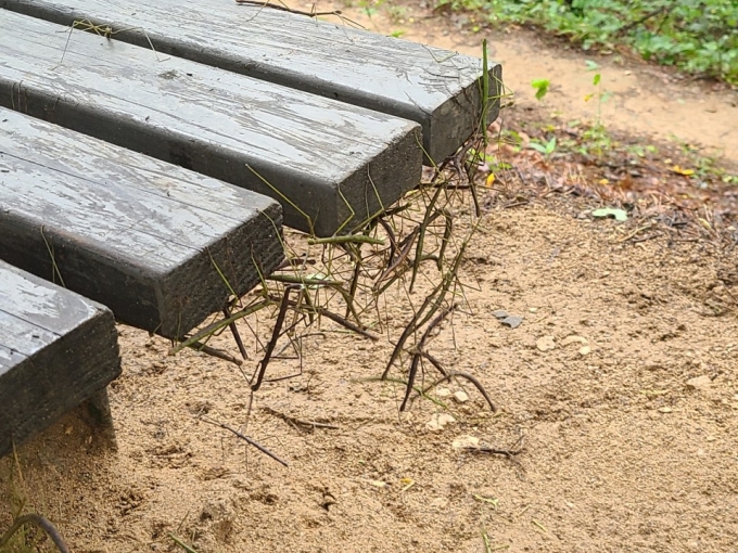 23일 오전 9시 30분쯤 찾은 서울 은평구 봉산 해맞이 공원. 나무 의자에 대벌레가 엉겨 붙어 있다./사진=정한결 기자.