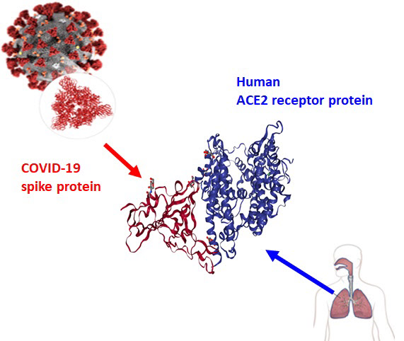 코로나19 바이러스 표면의 스파이크 돌기 RBD 단백질(빨간색)과 인간 세포 표면 hACE2 수용체 단백질(파란색)의 결합 도식도/사진=DGIST