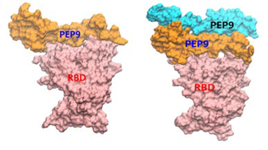 인공단백질의 중화작용 도식도치료제 후보 PEP9 인공단백질의 단량체(monomer) 혹은 이량체(dimer)가  코로나19 바이러스의 돌기 부분에 존재하는 RBD 단백질(빨간색)에 결합해 인간 세포 표면에 있는 hACE2에 결합하지 못하도록 중화 작용하는 도식도. /자료=DGIST