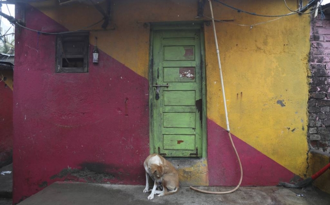[뭄바이=AP/뉴시스] 지난달 인도 뭄바이 아라비아 해안 인근에서 집주인이 사이클론 '니사르가'로 대피한 가운데 개 한 마리가 빈집을 지키고 앉아 있다. 2020.06.03.