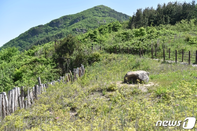 백두대간(정맥) 생태축 복원사업이 이뤄진 정령치(전북 남원) 전경 © 뉴스1