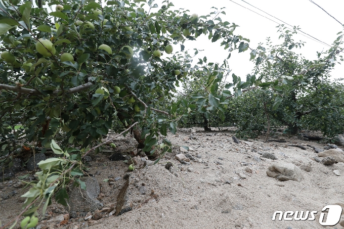 자갈과 모래에 반쯤 묻혀버린 사과 나무 © 뉴스1 김용빈 기자