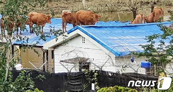 9일 오전 섬진강 범람으로 침수된 전남 구례군 구례읍 양정마을의 한 축사 위 지붕으로 소들이 올라가 있다. 당국에서는 전날 물이 차오르면서 소가 떠올라 지붕으로 올라간 것으로 추정한다. 이 마을에서는 약 1500여마리의 소를 키우는 것으로 알려졌다.2020.8.9/뉴스1 © News1 지정운 기자