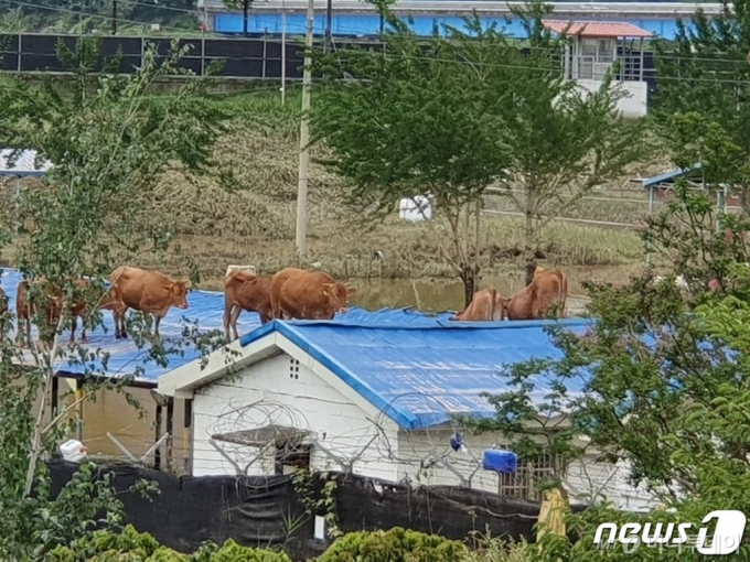 (구례=뉴스1) 지정운 기자 = 9일 오전 섬진강 범람으로 침수된 전남 구례군 구례읍 양정마을의 한 축사 위 지붕으로 소들이 올라가 있다. 당국에서는 전날 물이 차오르면서 소가 떠올라 지붕으로 올라간 것으로 추정한다. 이 마을에서는 약 1500여마리의 소를 키우는 것으로 알려졌다.2020.8.9/뉴스1