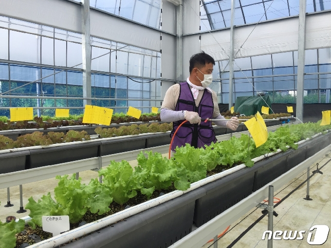 전북 진안군이 딸기재배 시설에서 휴작기 2개월간 여름포기상추를 재배하고 있다.(진안군제공)2020.8.13 /뉴스1