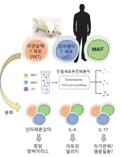 (그림) 사람과 생쥐의 선천성 T세포 분화 모식도생쥐에는 자연살해 T세포(NKT)가 많고, 사람에는 MAIT와 감마델타 T 세포가 상대적으로 많다. 이들 세포는 완전히 다른 유형의 세포들이라고 생각되어져 왔으나 이번 연구에서 단일세포유전체분석을 통하여 이들이 각기 세 가지 사이토카인을 분비하는 아형들로 이루어져 있으며, 발달경로 및 성질이 매우 유사함을 보였다. 출처 : 포항공대, 이유정, 조교수