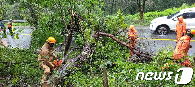 7일 오전 7시35분쯤 전남 함평군 해보면 한 도로에서 강풍에 나무가 쓰러져 소방당국이 나무 제거 작업을 벌이고 있다.(전남소방본부 제공)2020.9.7 /뉴스1 © News1