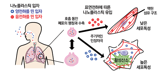 그림1. 미세플라스틱의 표면 전하에 의한 폐 세포 독성 유발 모식도/자료=KBSI