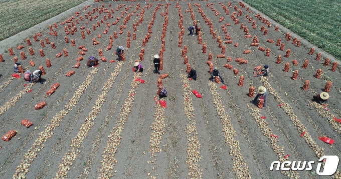 경남 함양군 수동면 양파논에서 농민들이  양파를 수확하고 있다. (함양군 제공)