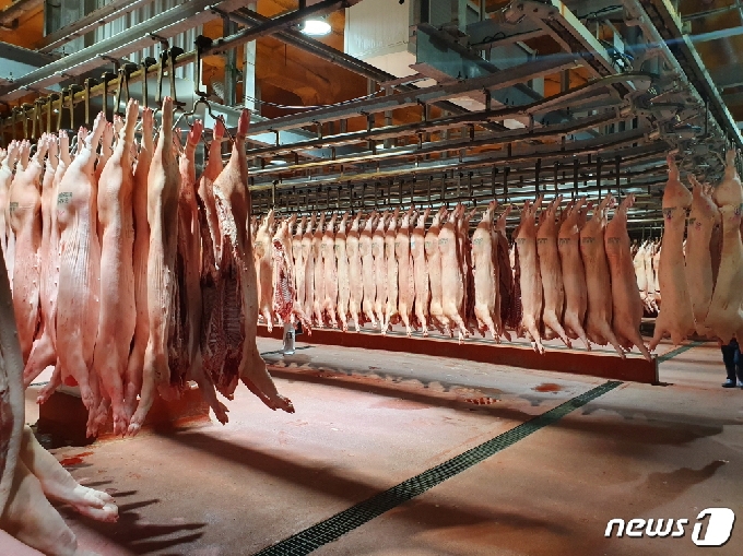 충북의 돼지고기가 품질과 가축 질병 안전성을 인정받아 홍콩으로 대규모 수출되고 있다. 올해 9월까지 전국 수출 물량(352톤)의 31%인 108.2톤을 수출했다.(충북도 제공).2020.9.24/© 뉴스1