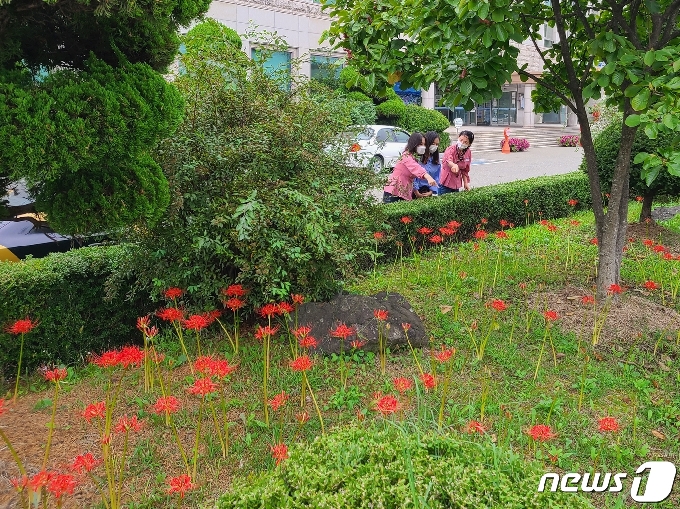 충북 옥천읍행정복지센터 정원에 핀 '꽃무릇' 꽃.© 뉴스1